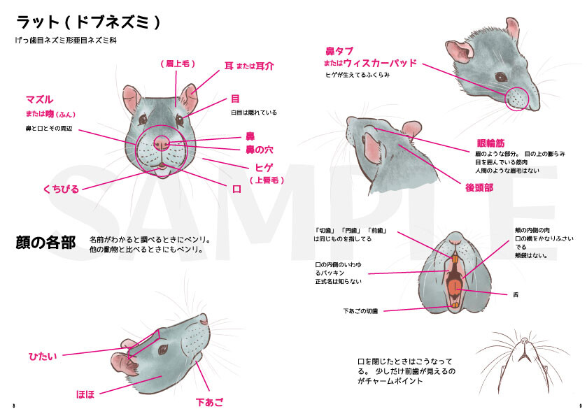 サンプル画像1